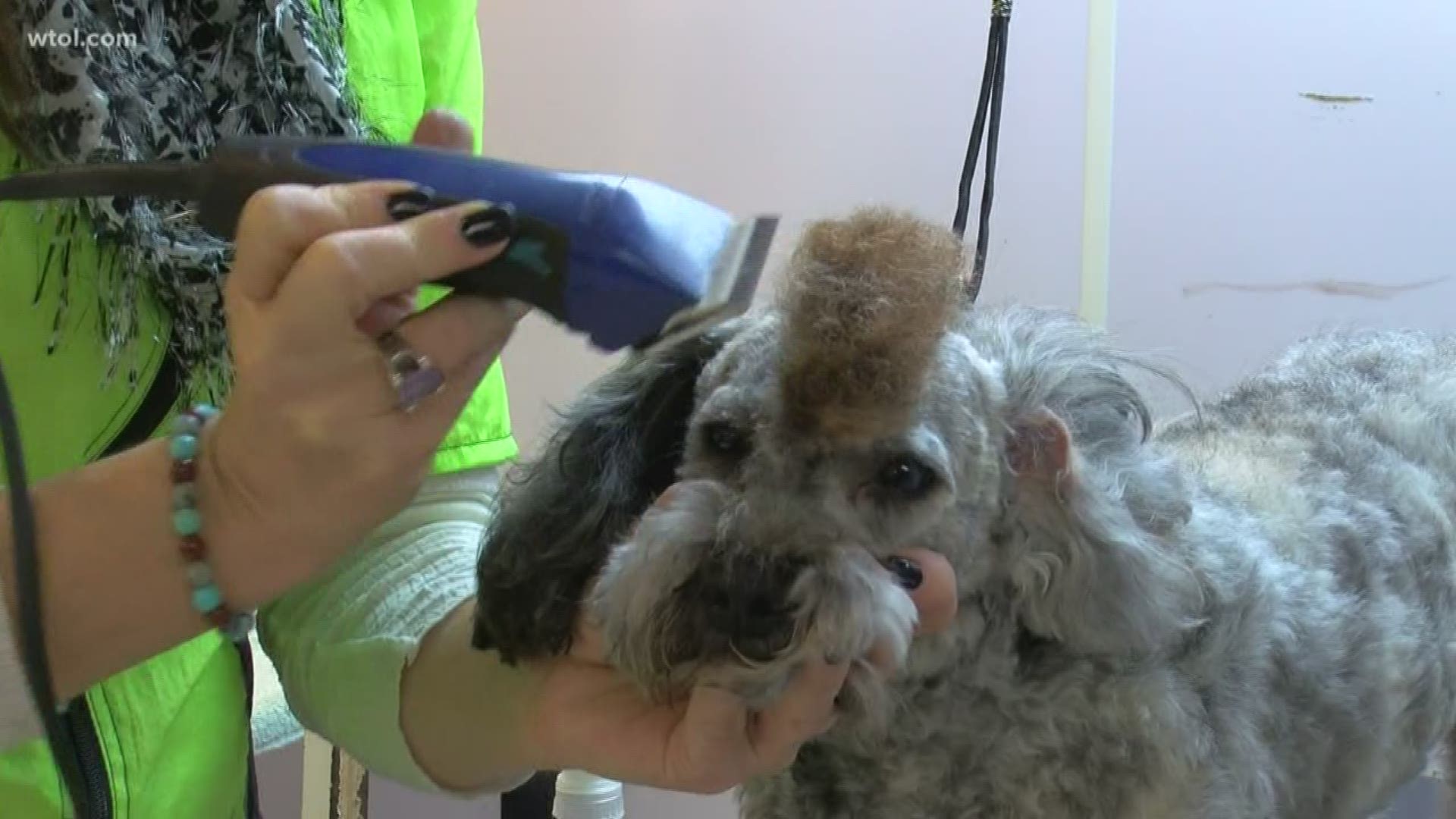 Local groomers offers non-traditional option for your pet.