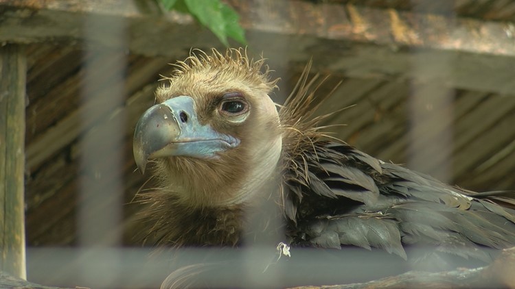 Toledo Zoo welcomes new cinereous vulture chick