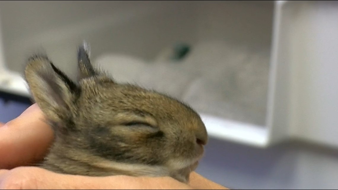 How wildlife could react to the total solar eclipse | wtol.com