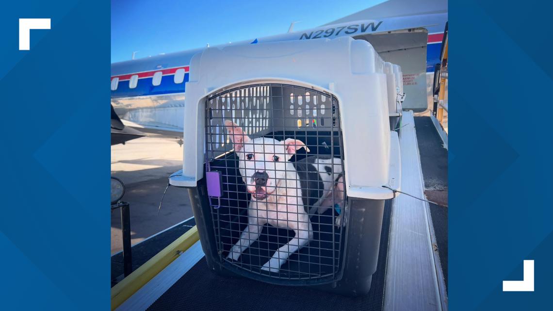 Sandusky dog warden takes in dogs from hurricanes Helene, Milton