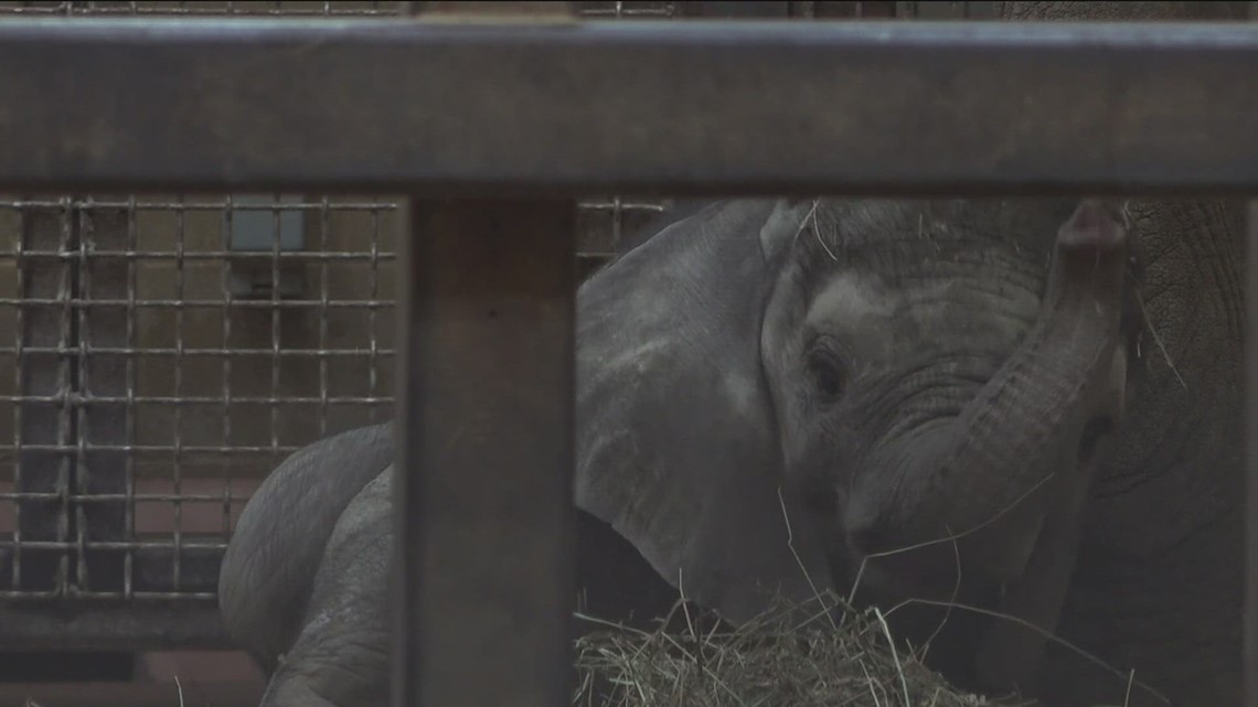 Toledo Zoo preparing for total solar eclipse and a unique research opportunity for how animals react