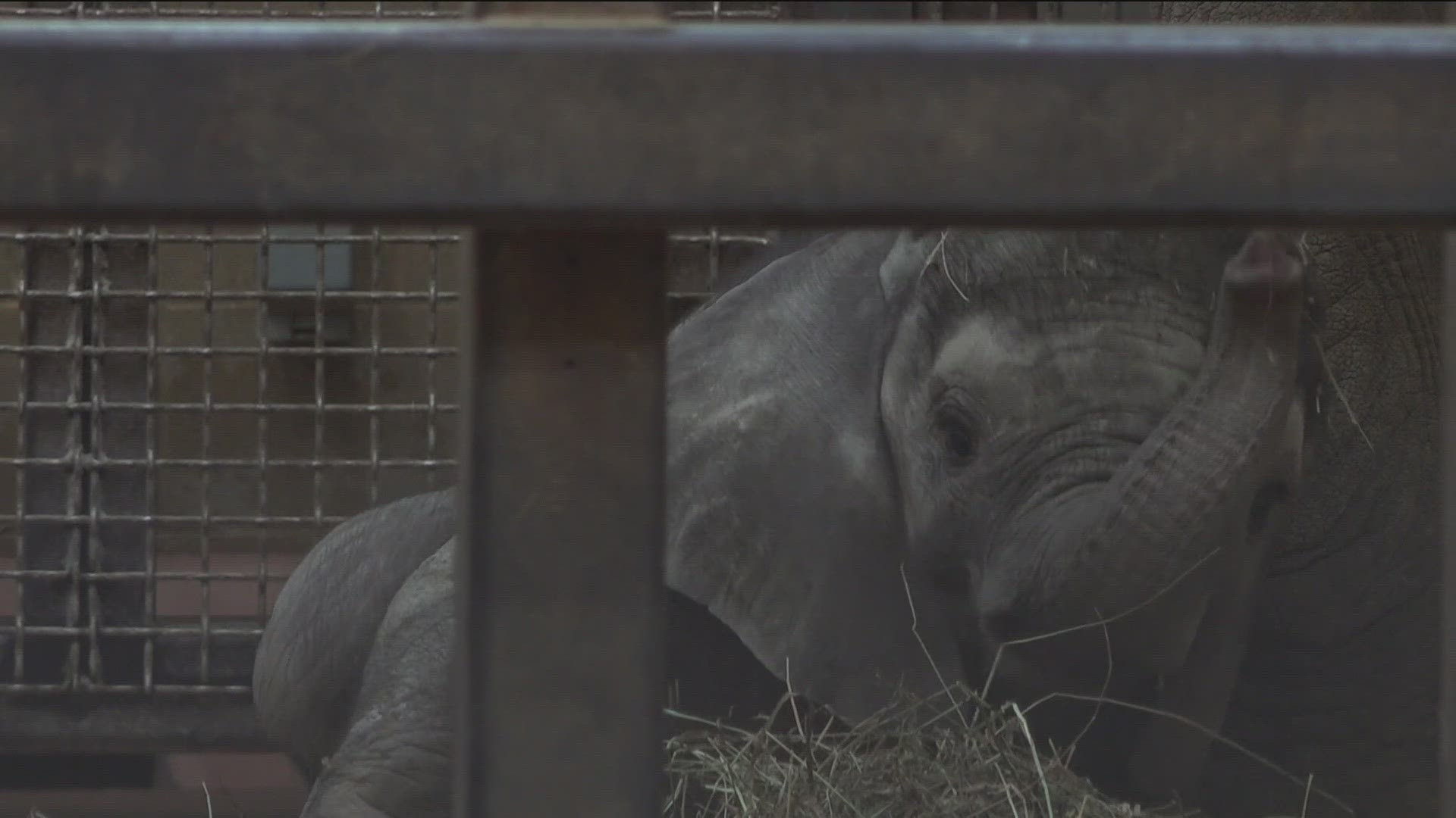 Because of the uncertainty of how the animals are going to react, the Toledo Zoo plans on recording data on animal behavior before, during and after the eclipse.