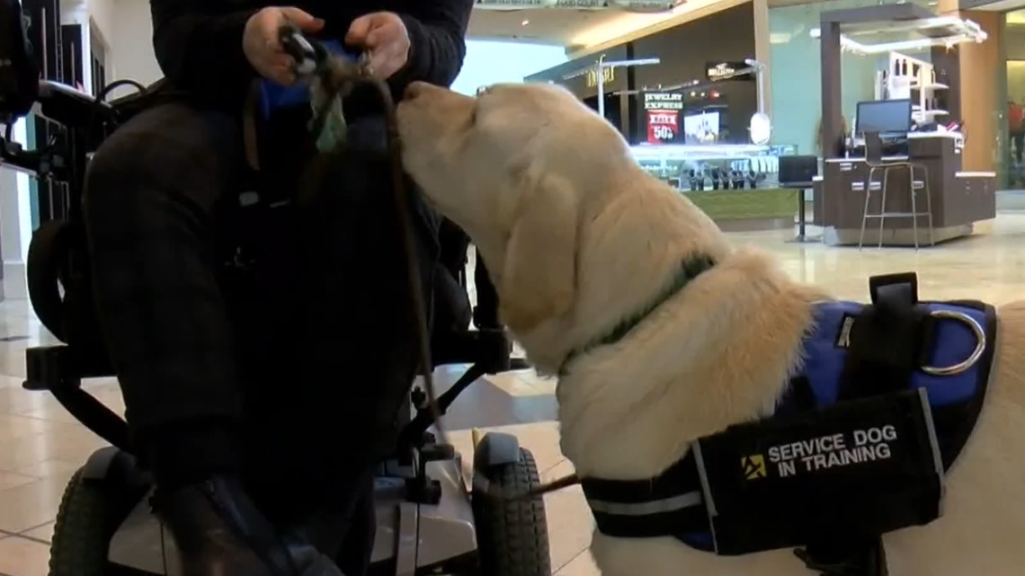 How do they train service dogs? 