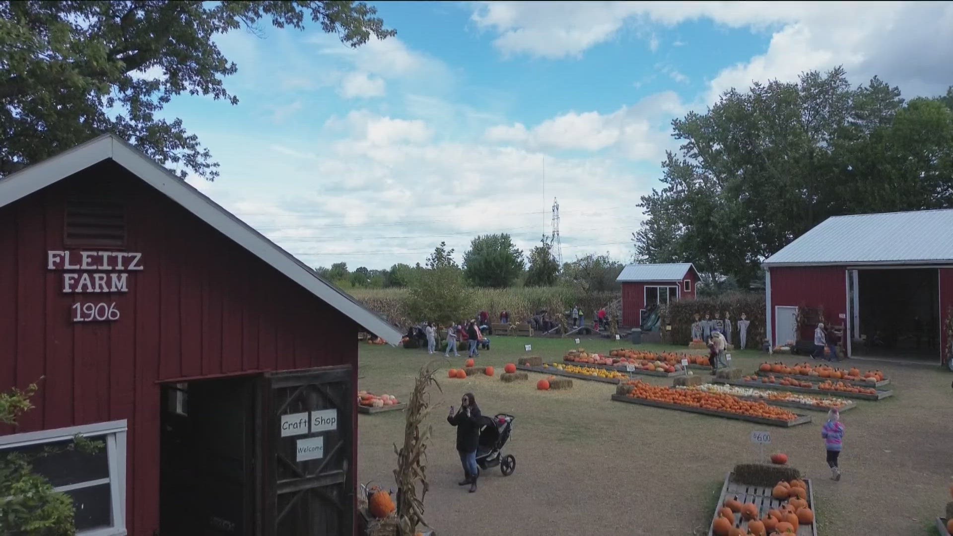 WTOL 11 visited Fleitz Pumpkin Farm to check in on the star crop of the fall season.