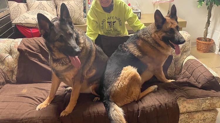 Pair of German shepherds in search of forever home