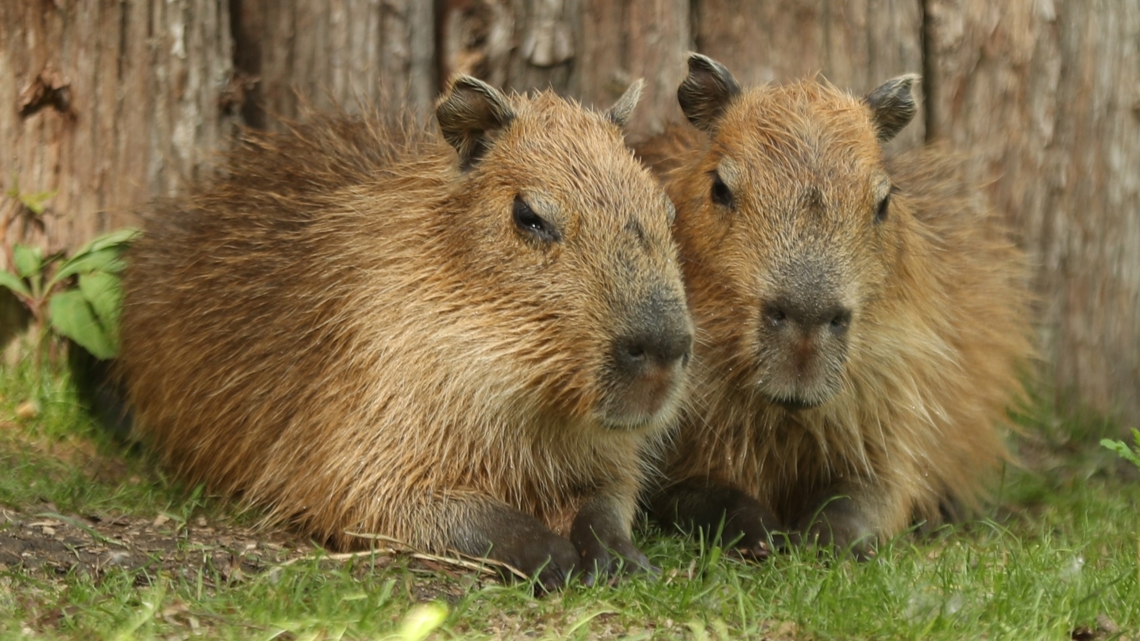 Want to feed a capybara? Check out this Ohio wildlife park for a ...