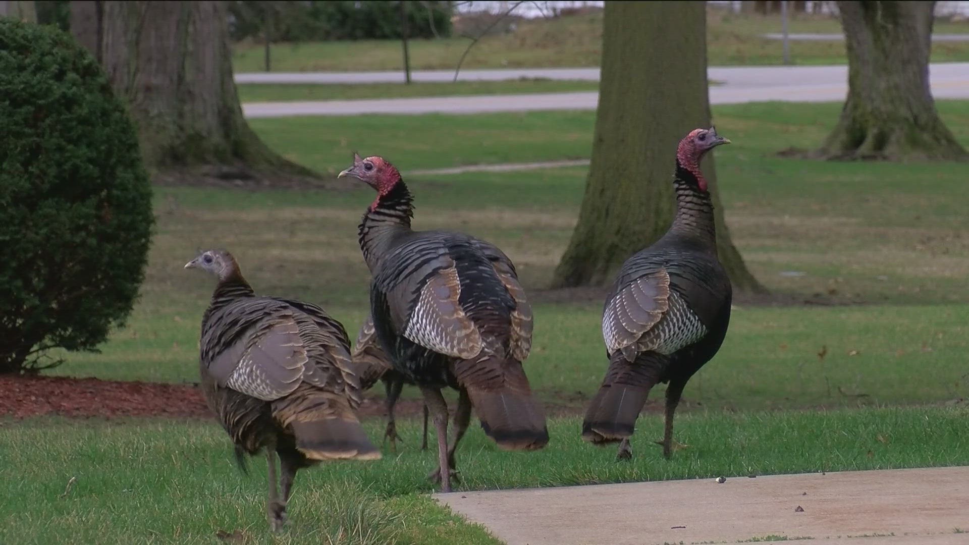 The turkeys have been the talk of the town for the past few days. The city says the Ohio Department of Natural Resources is trying to capture and relocate the birds.