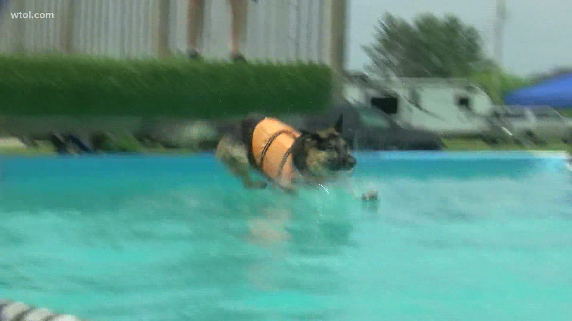 Cindy Kalmbach's dog Zina doesn't jump very far after suffering from a spinal injury, but she sure enjoys getting in the water.