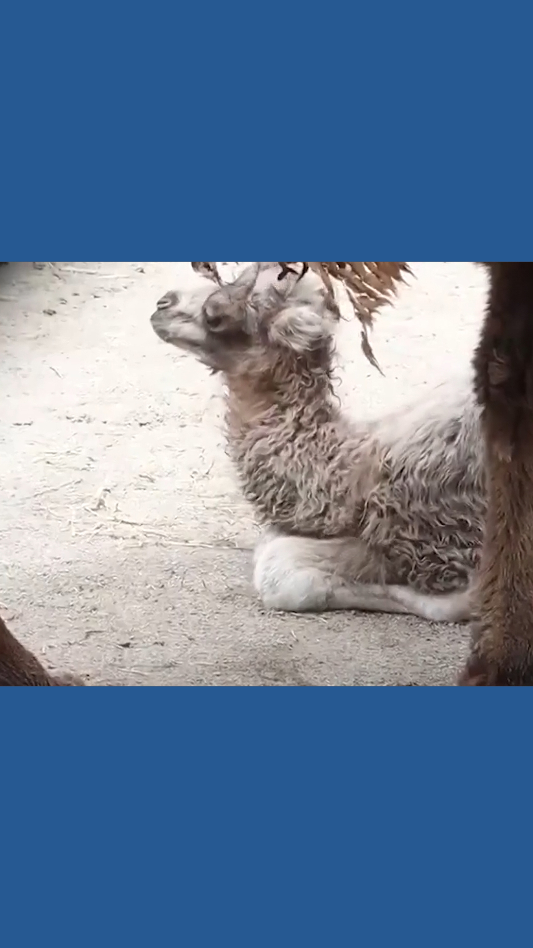 Toronto Zoo welcomes camel calf | wtol.com