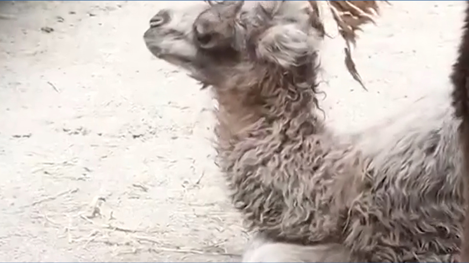 Toronto Zoo welcomes camel calf | wtol.com