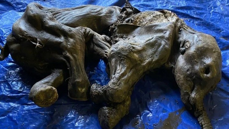 30,000-year-old baby mammoth found, hair and skin in-tact