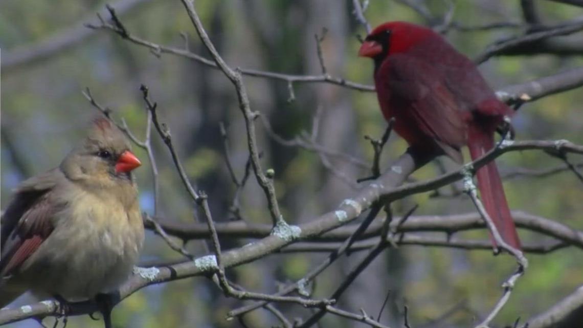 Excitement building for Biggest Week in American Birding Here's why