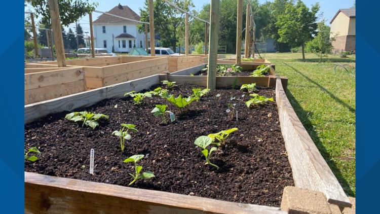 Toledo kids grow their own food in urban farming summer program