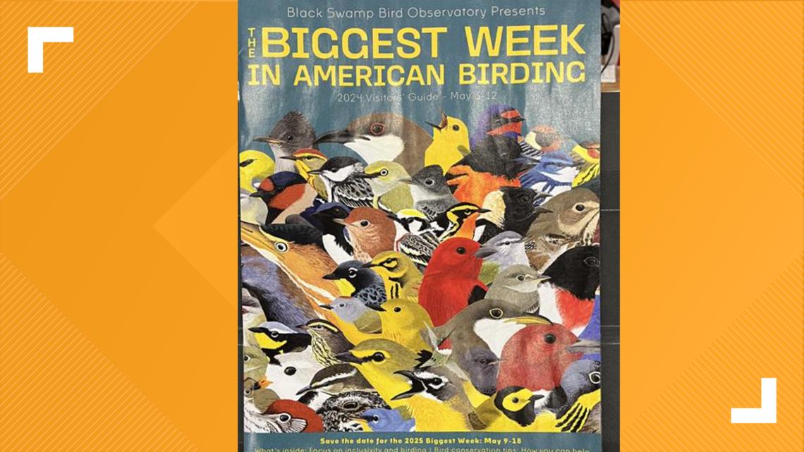 Biggest Week in American Birding in northwest Ohio