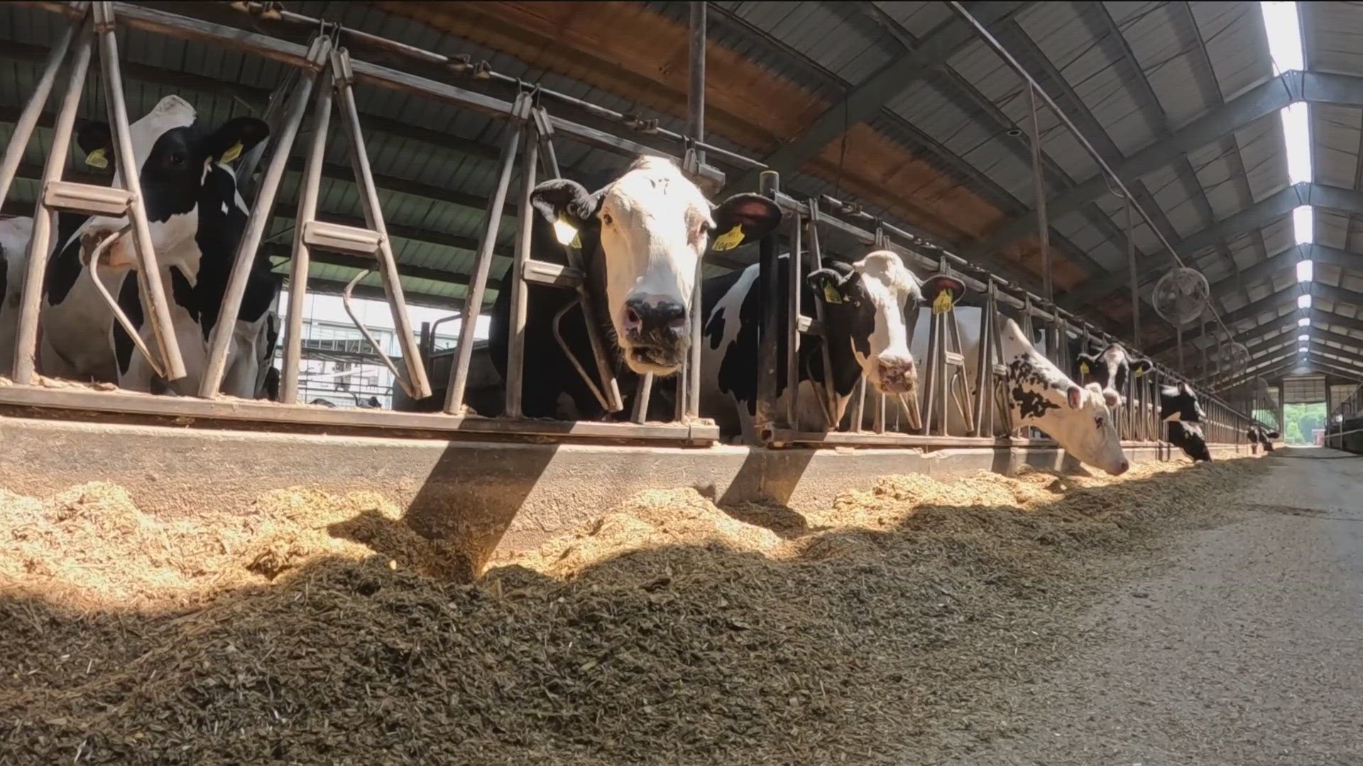 Cows can experience heat stress quickly. When that happens, the cows are less likely to produce milk. Here's a look at how a dairy farm is weathering the heat wave.