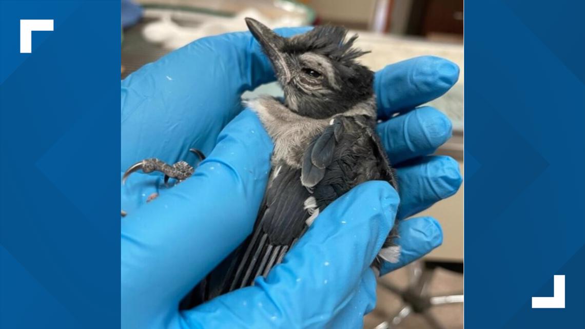 Bird illness 2021 What to know