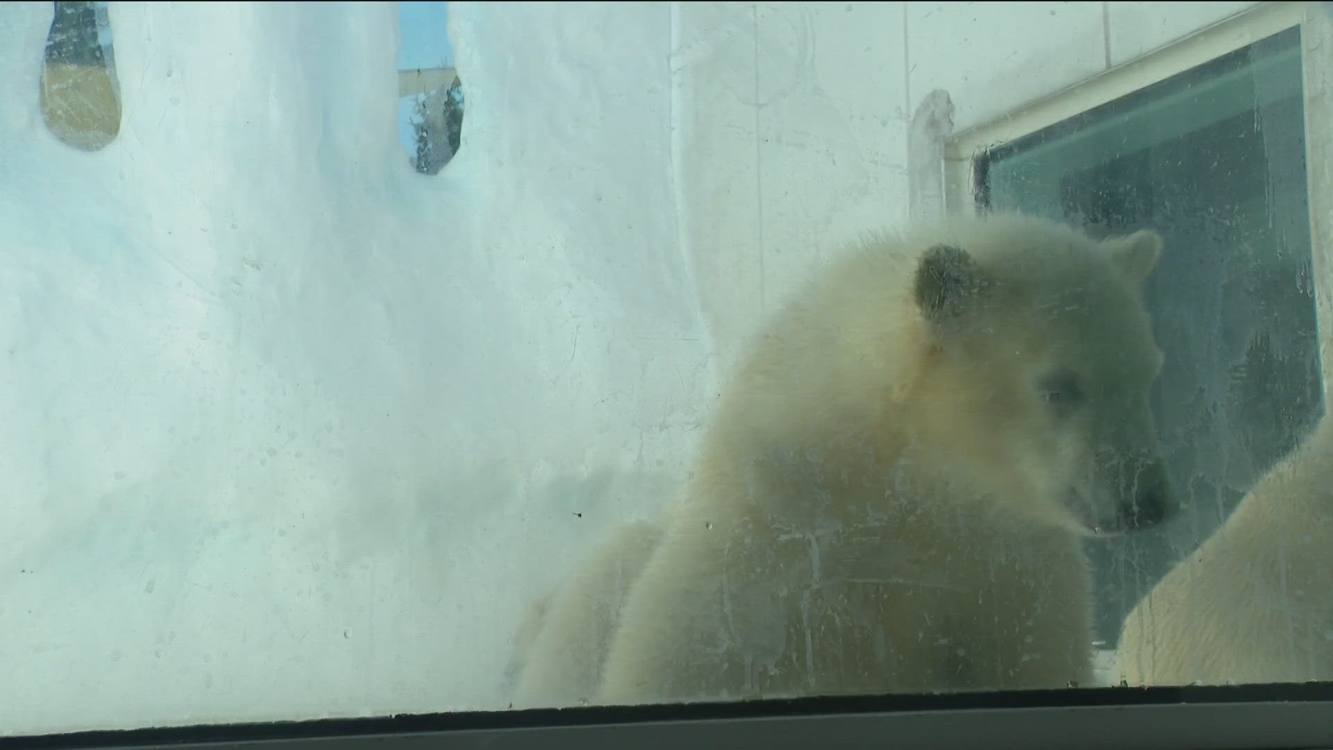 After a brief delay, the twin polar bear cubs made their debut at the Toledo Zoo. Kallik and Kallu were born to longtime zoo resident polar bear Crystal.