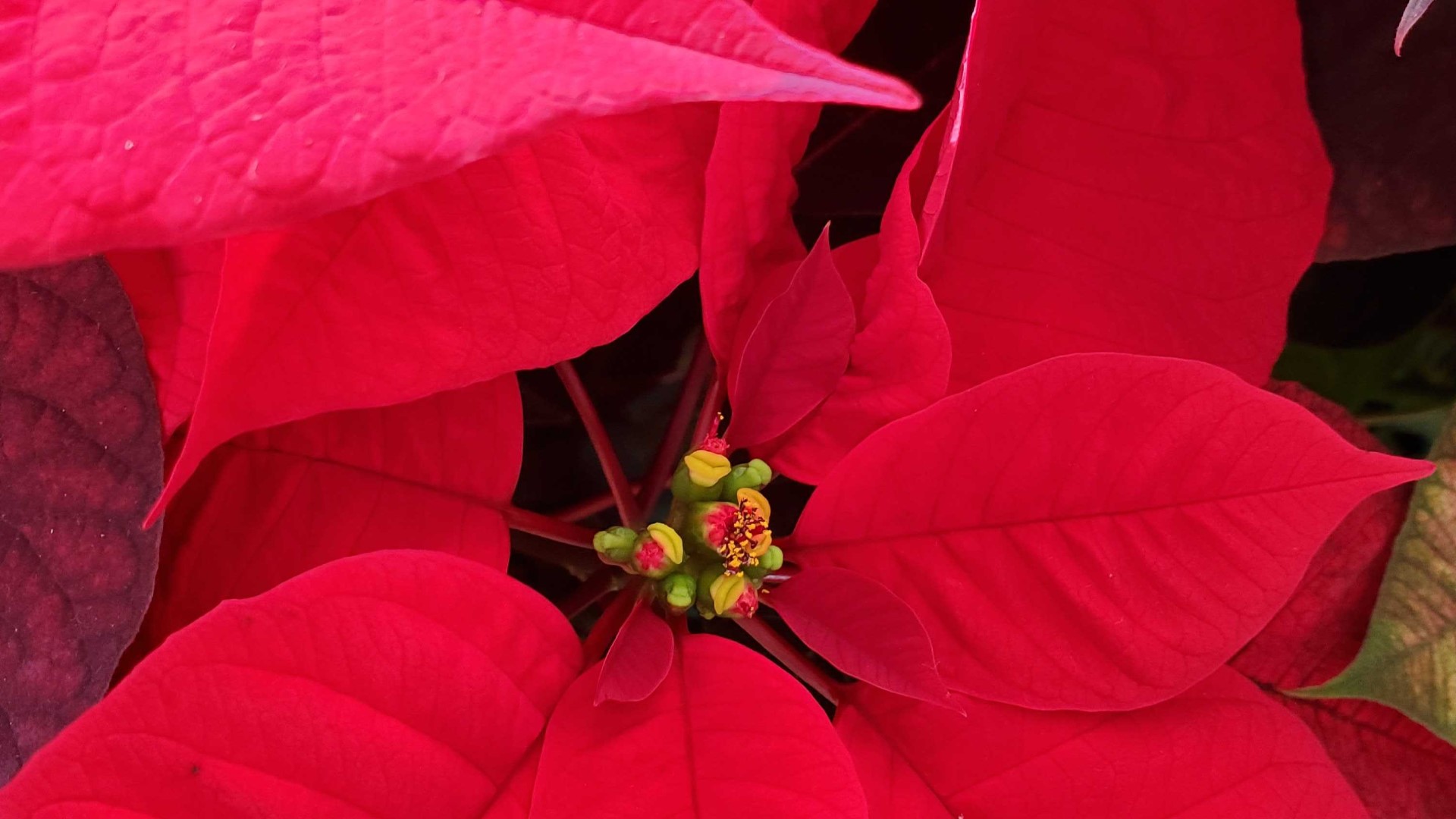Jenny Amstutz with Nature's Corner explains how to keep your poinsettias thriving through the holiday season.