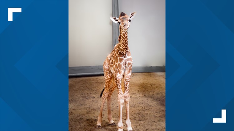 Toledo Zoo welcomes tiger cubs, baby giraffes