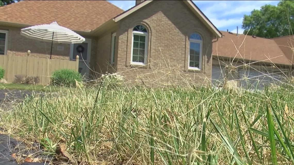 WTOL 11: Common foxtail weed poisonous to dogs pkg