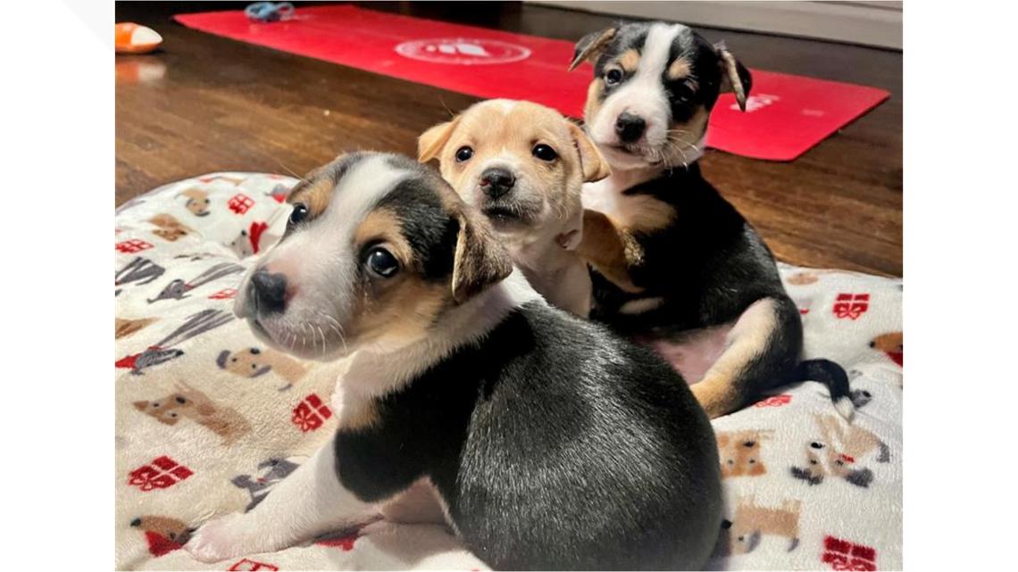 Area nonprofit urges everyone to protect pets during dangerous heatwave