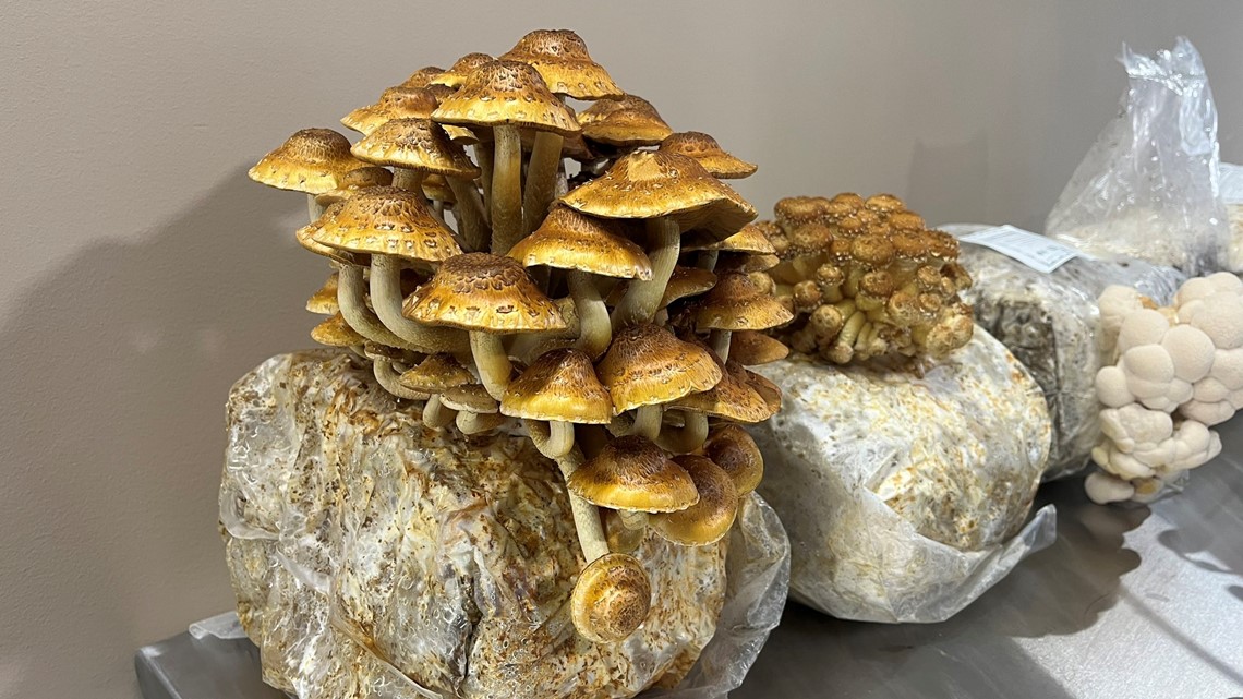 Woodville man growing, selling eco-friendly edible mushrooms