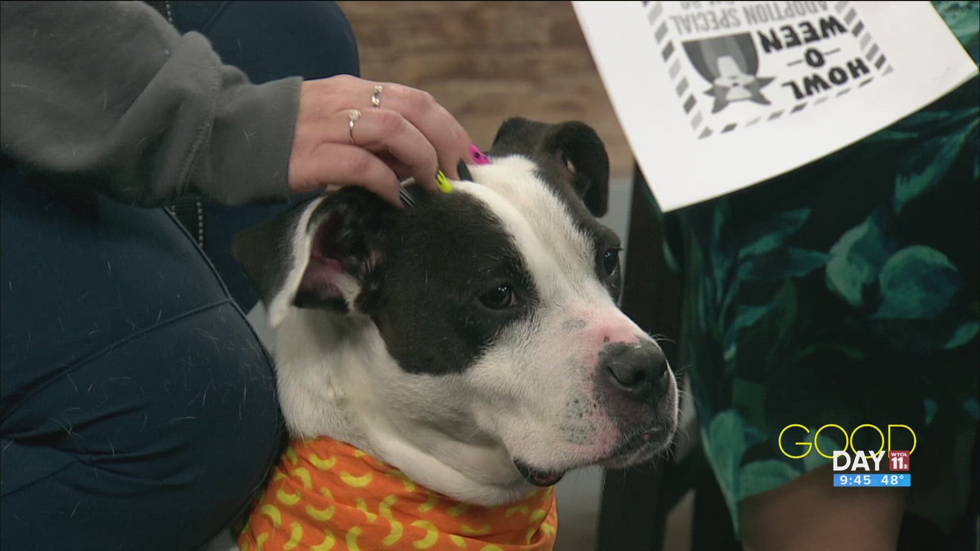 Cassie Bloomfield of LC4 introduces 'Burberry,' a pup in need of a forever home!