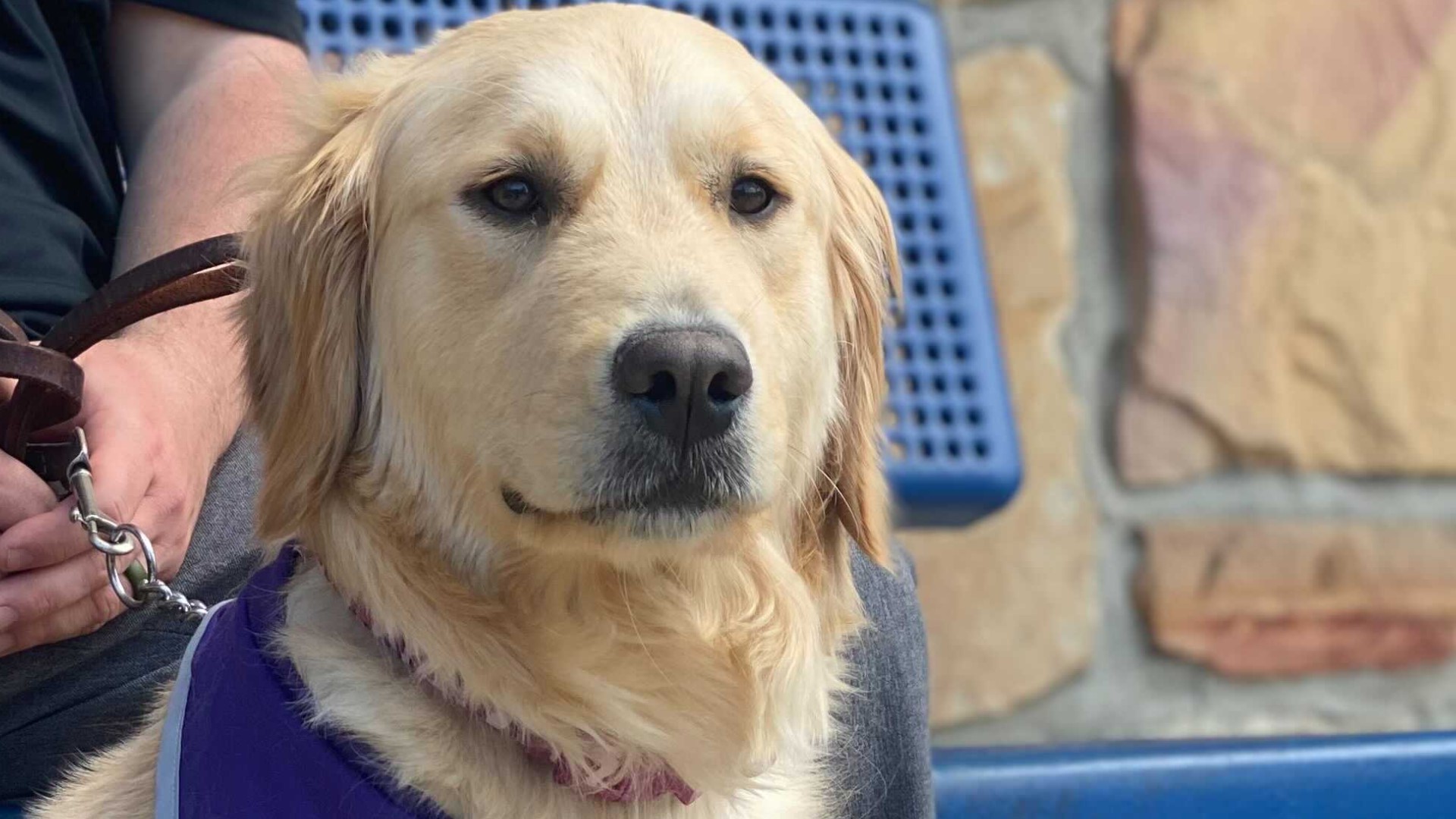 She's the first therapy dog for Whiteford. Excited students, staff and families rallied to fund training for the Golden Retriever and newest Eagle, Biscuit.