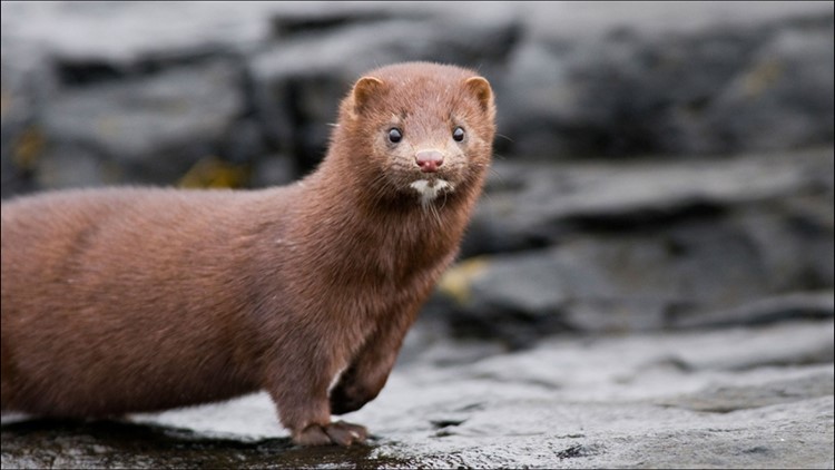 Nature's Nursery warns of damage to ecosystem following mink release