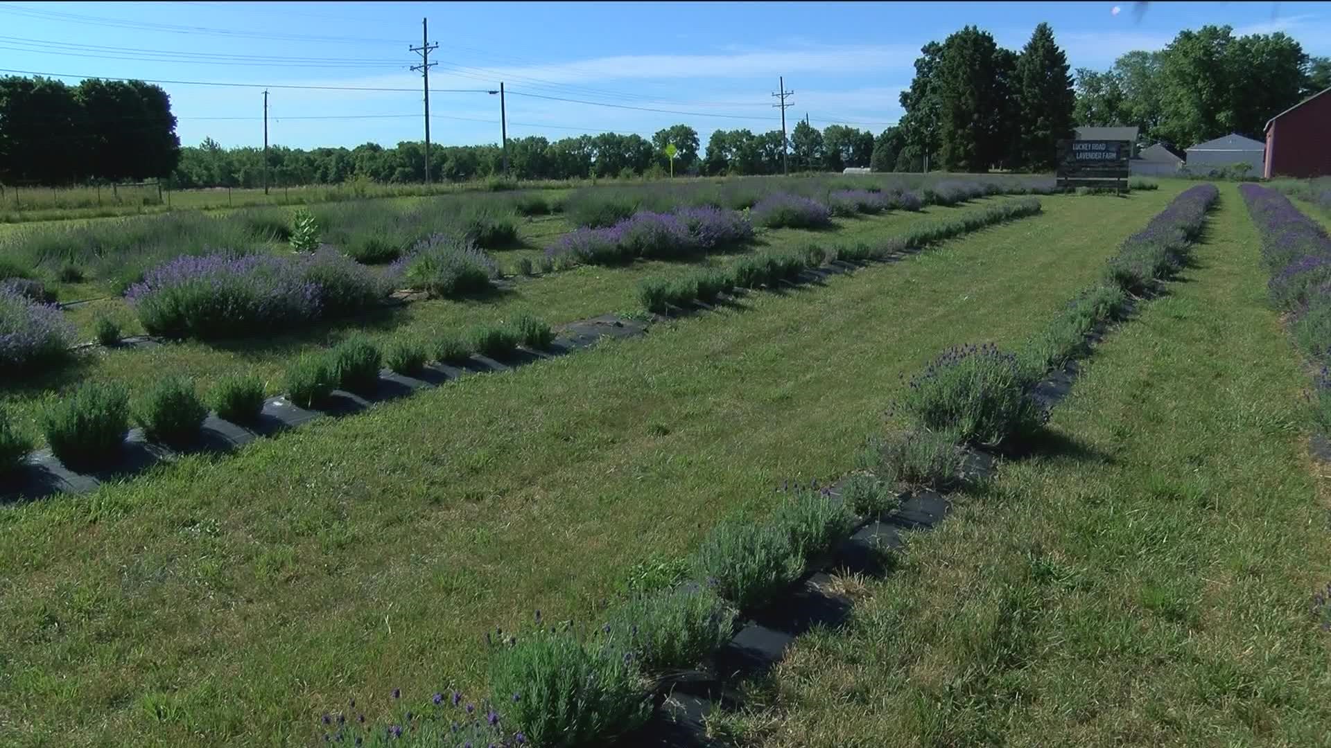 Luckey Road Lavender Farm got up and running in 2020 and welcomes visitors to pick their own lavender through July.