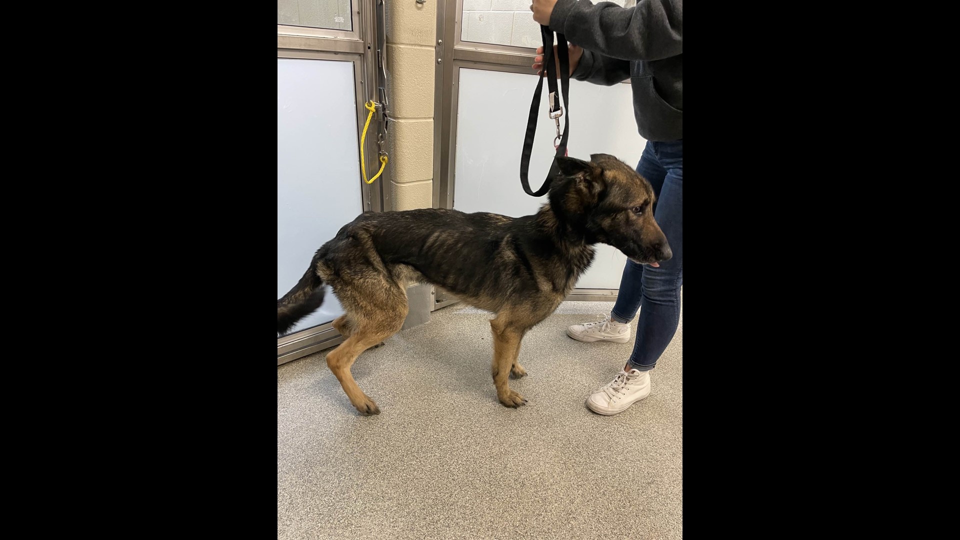 Neglected dogs removed from local home by Toledo Area Humane Society ...