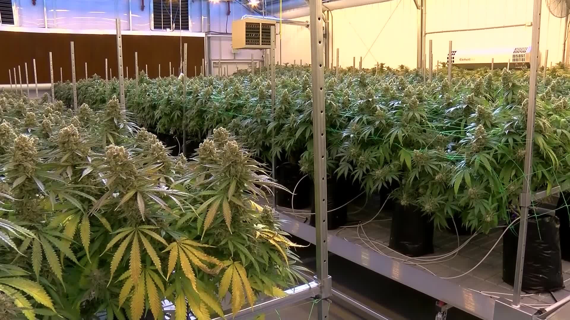 Marijuana: Ohio’s new harvest of green