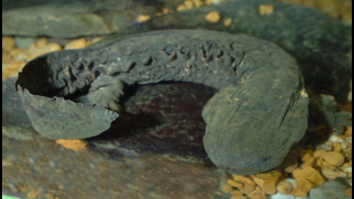 Penta students work to save endangered Ohio Hellbender salamander ...