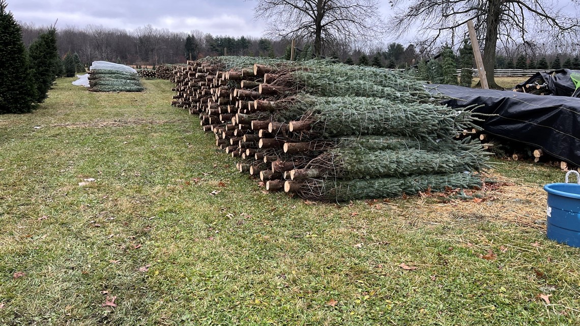 Whitehouse Christmas Tree Farm ready for holiday season | wtol.com
