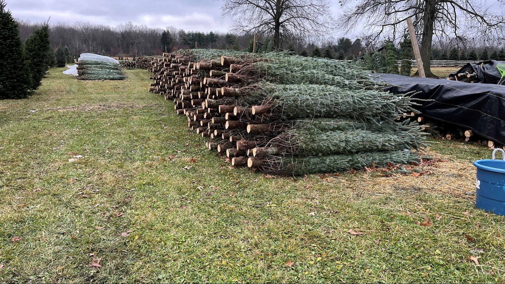 Whitehouse Christmas Tree Farm ready for holiday season | wtol.com