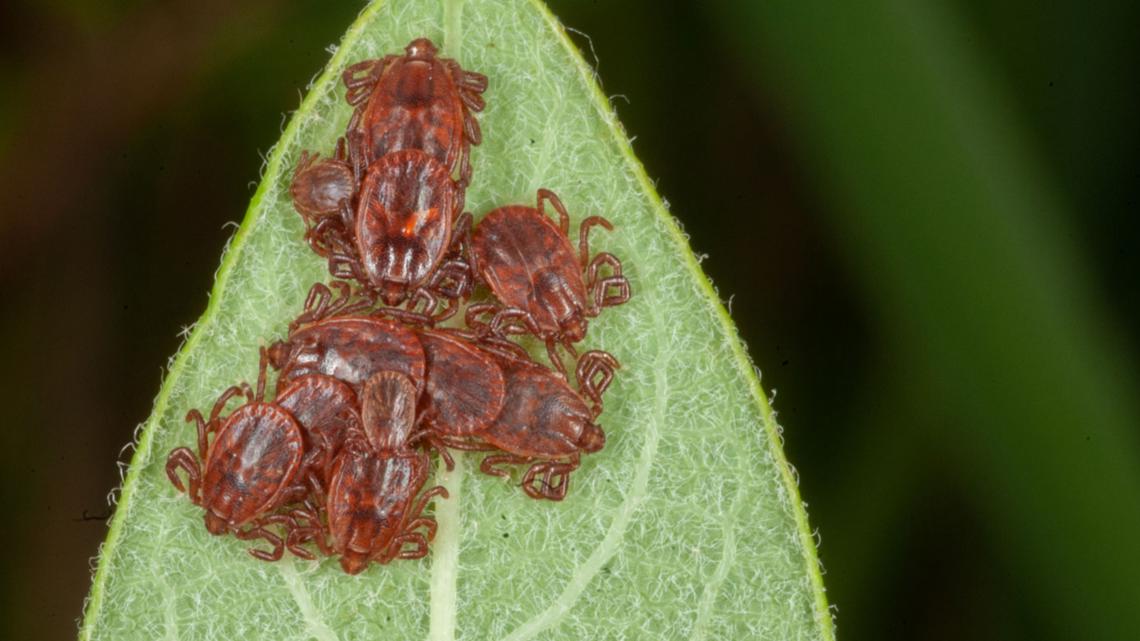Species of invasive tick spotted for the first time in Michigan