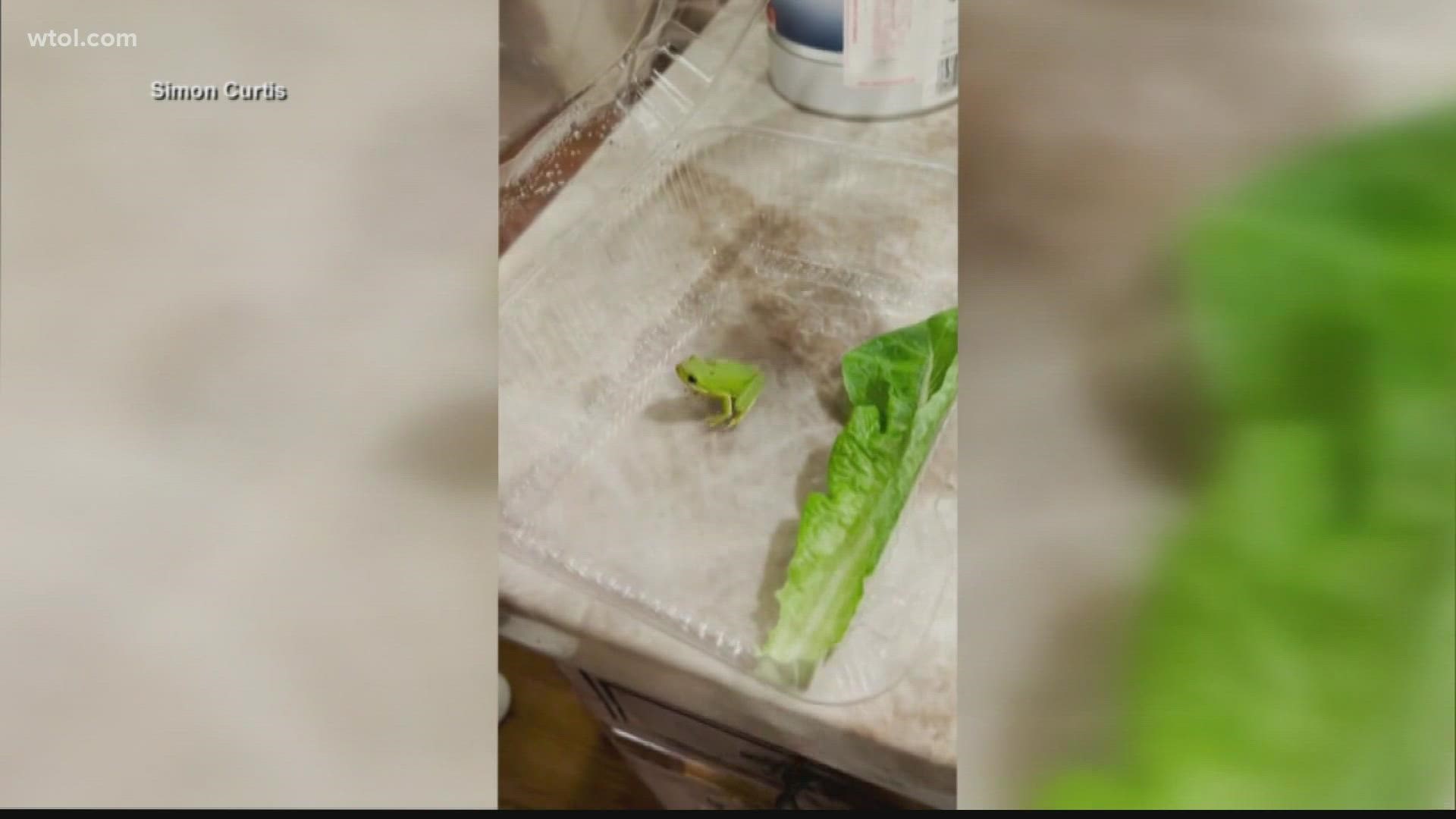 A leukemia survivor finds a frog in a box of romaine lettuce. A cool moment for him, as he had a toy frog when he was in the hospital for leukemia.