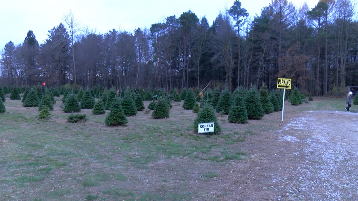 Whitehouse Christmas Tree Farm ready for holiday season | wtol.com