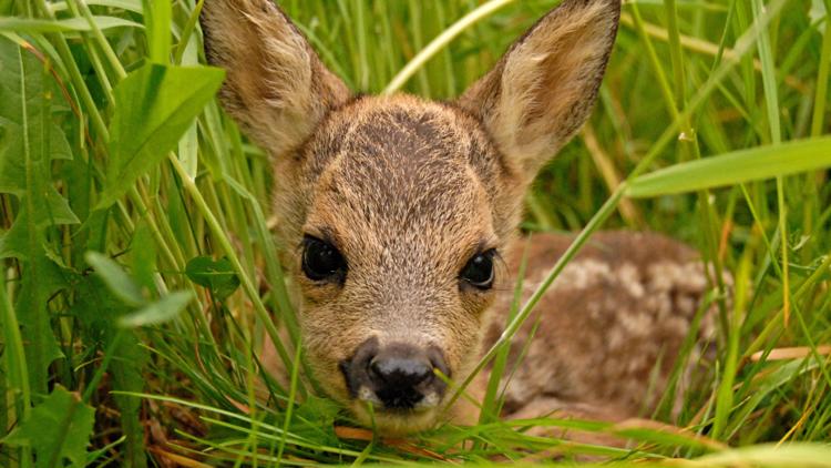 What to do if you find a fawn