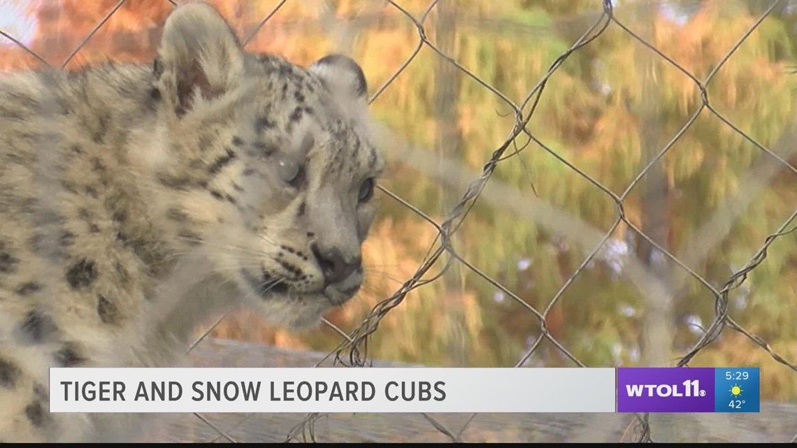 Fun for all ages: Tiger and snow leopard cubs enjoying their first year at the Toledo Zoo! | Lights Before Christmas 2021