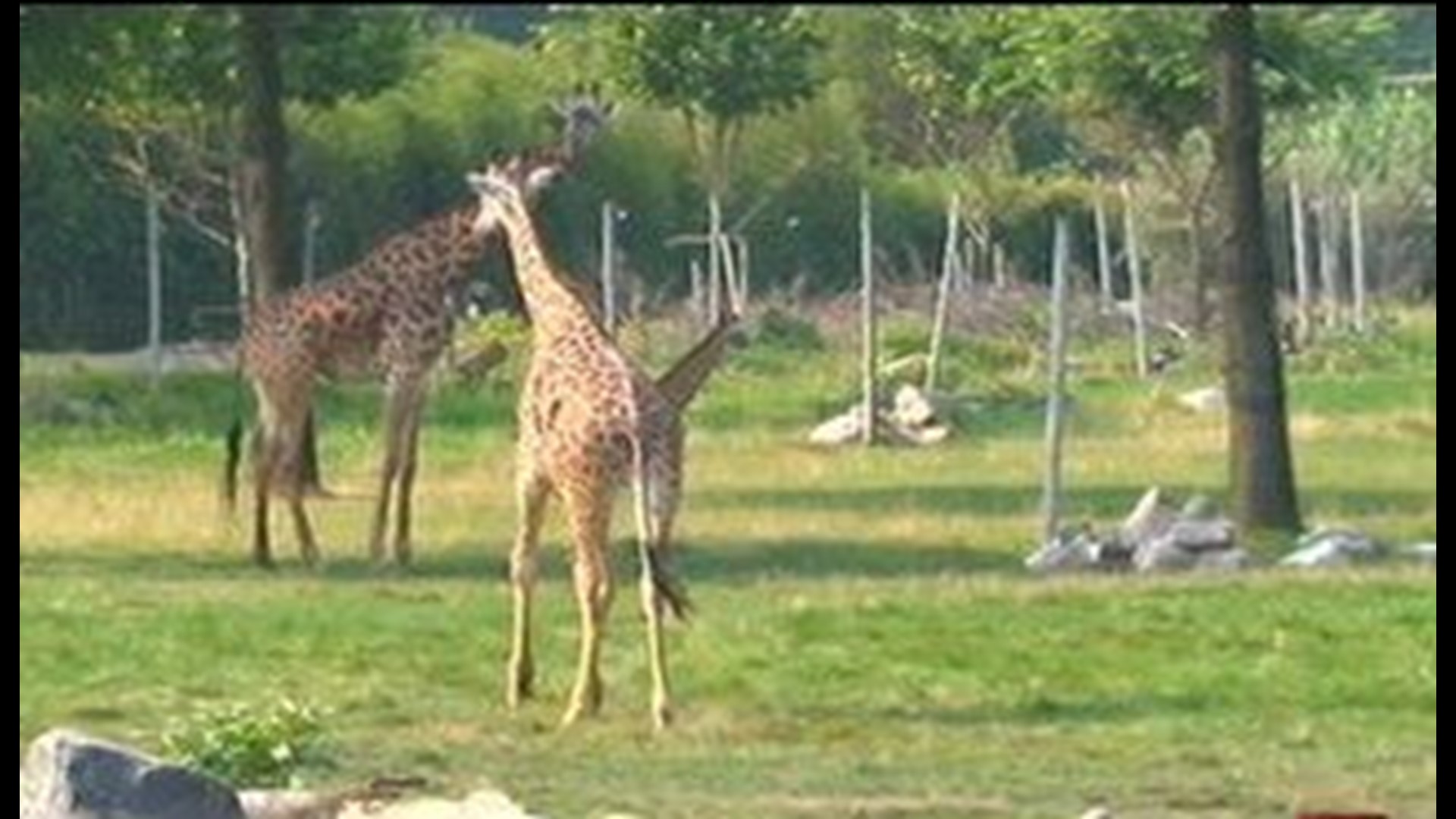 Toledo Zoo raises admission prices