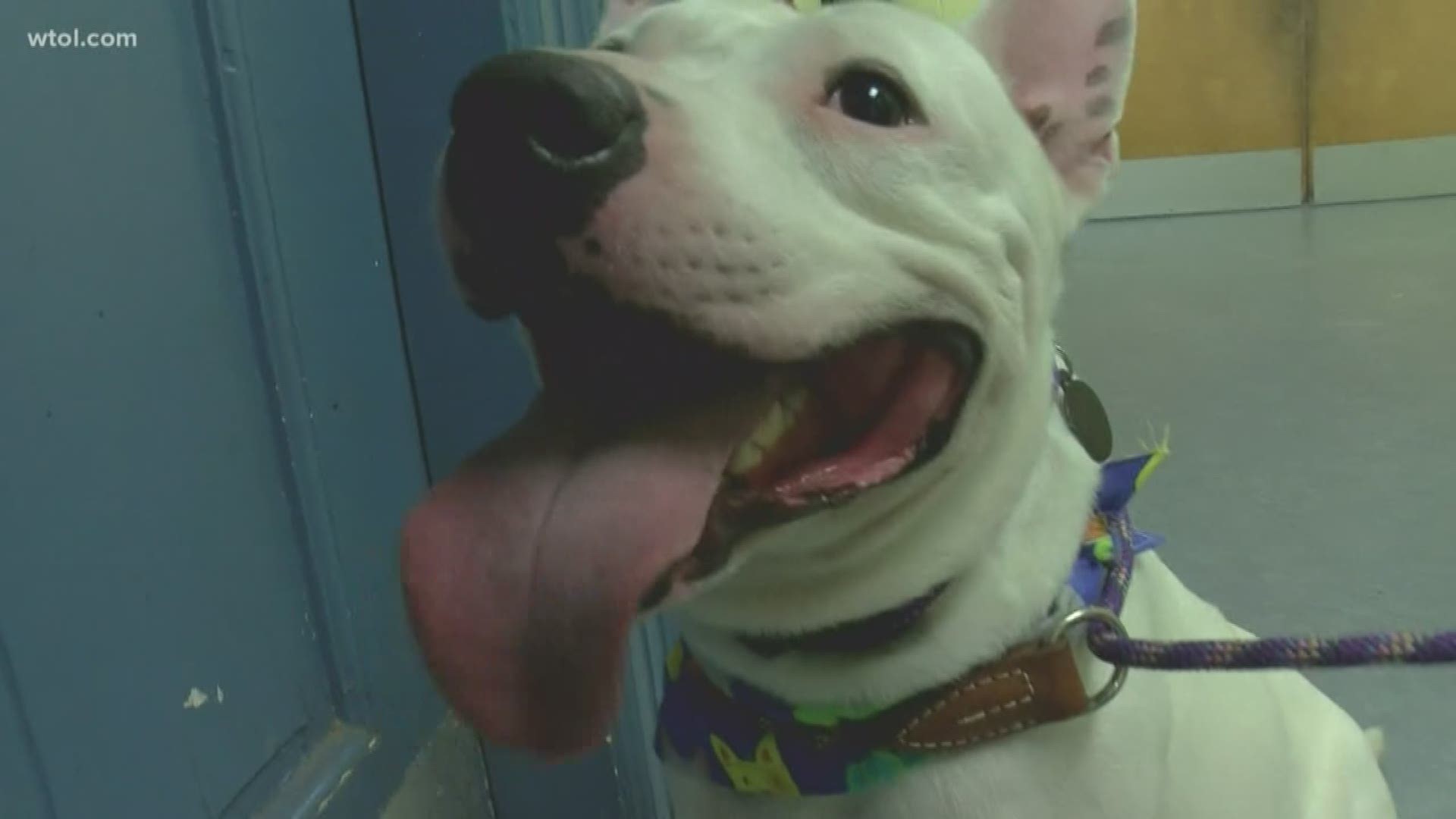 Dog has been at Lucas County Canine Care and Control since July.