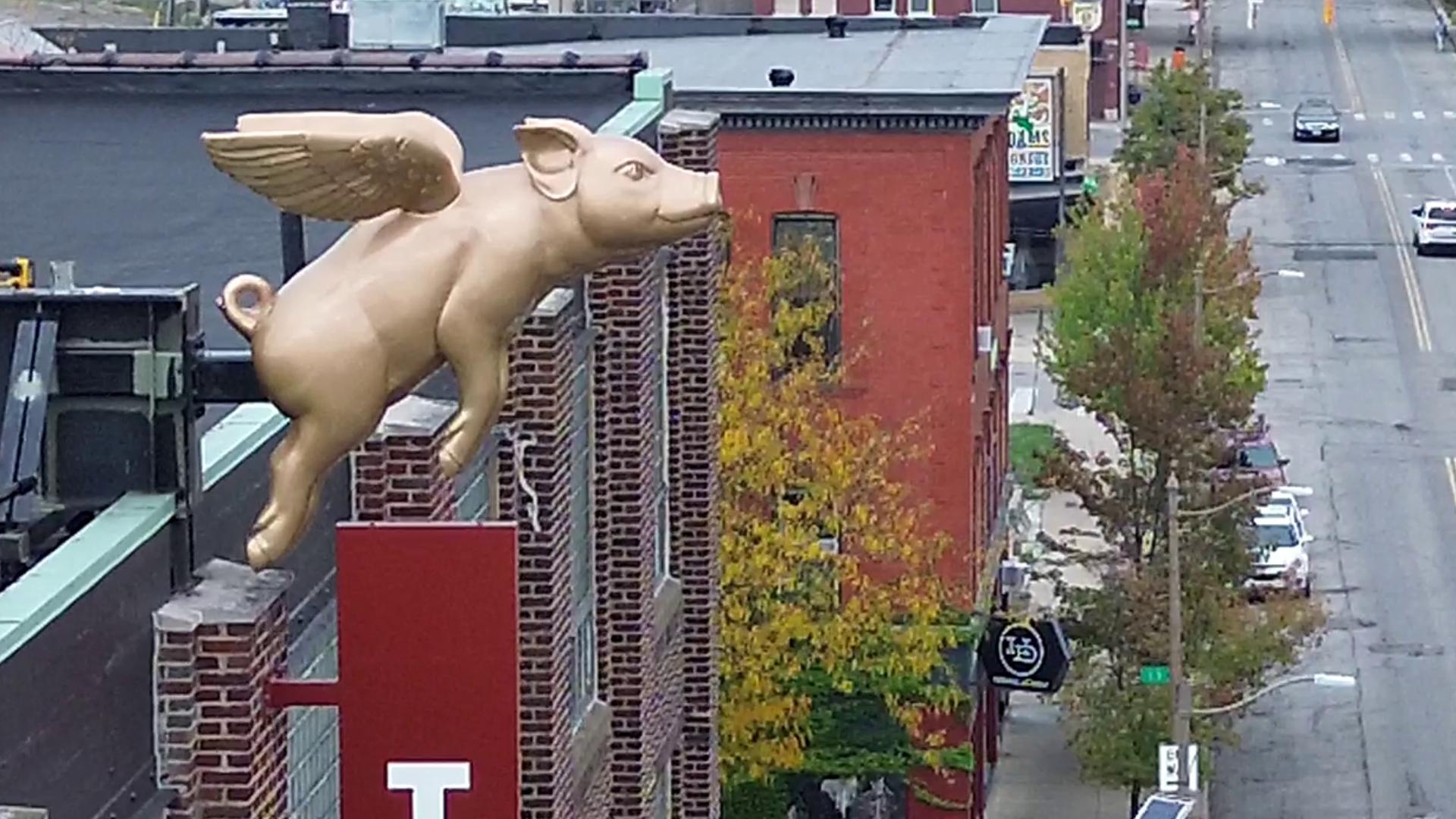 The 9-foot golden flying pig sculpture is the mascot for Toledo School for the Arts. It was installed on the roof of the school above Adams Street on Tuesday.