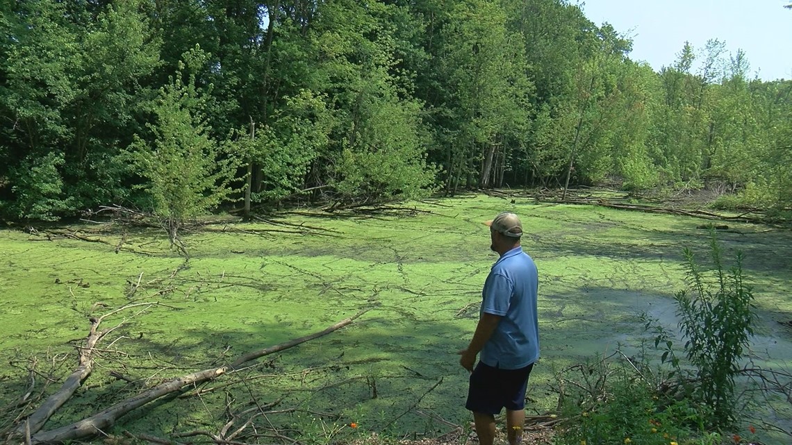 Man says his plans for historic celery farm, wetlands derailed by unexpected blight | Call 11 for Action - Vimarsana News