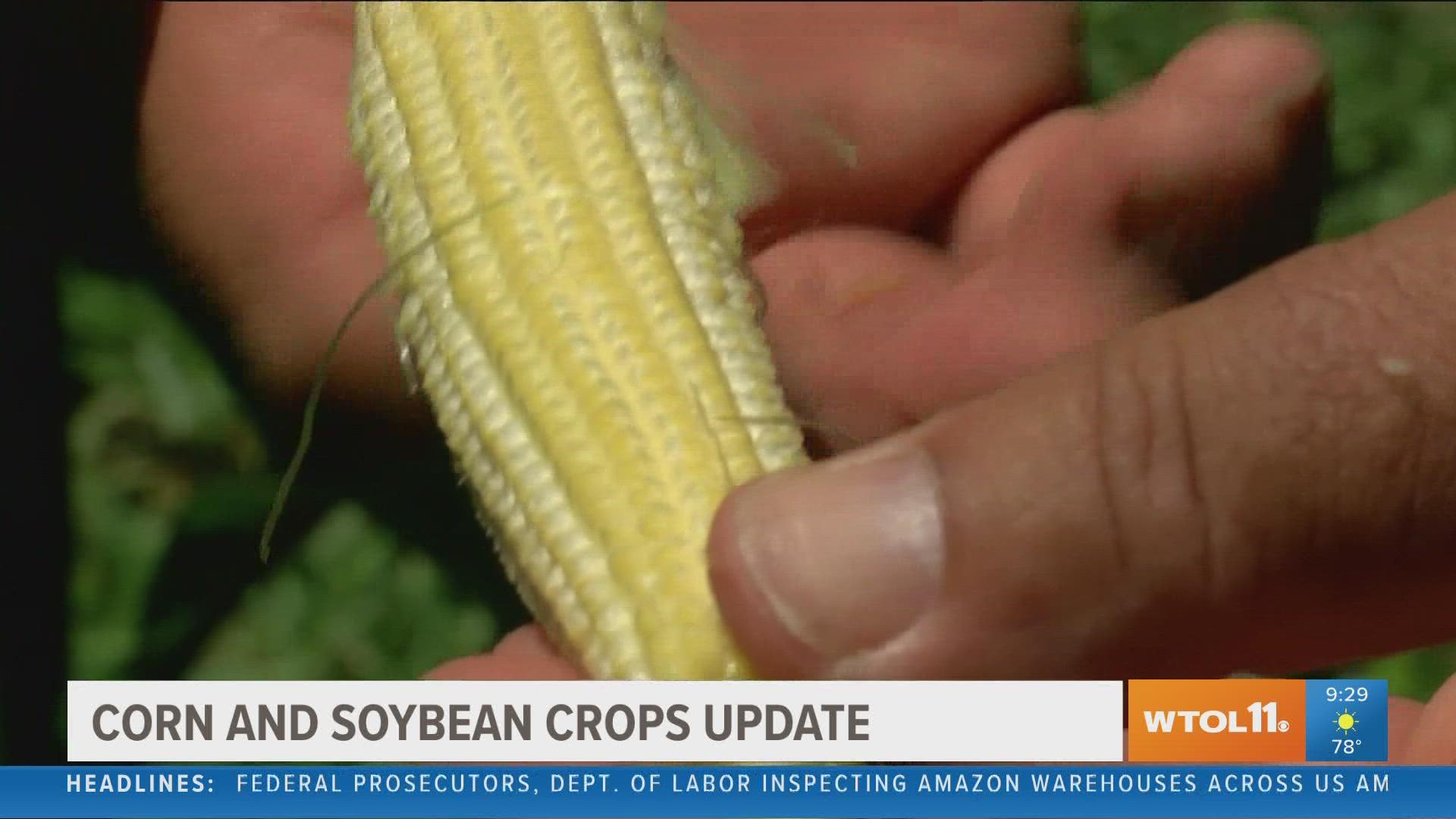 Midwest staple crops like corn and soybeans are seeing a less-than typical amount of rain but are sufficient for now.