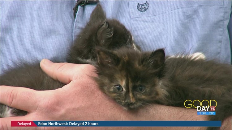 'Kitten season' never ends: Meet Bitsy and Sparks | Good Day on WTOL 11