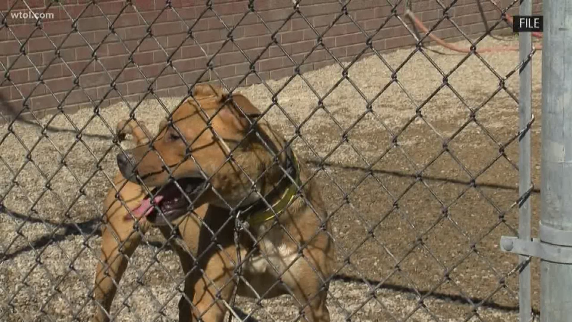 No arrests were made as a result of the searches, but numerous dogs were taken into custody.