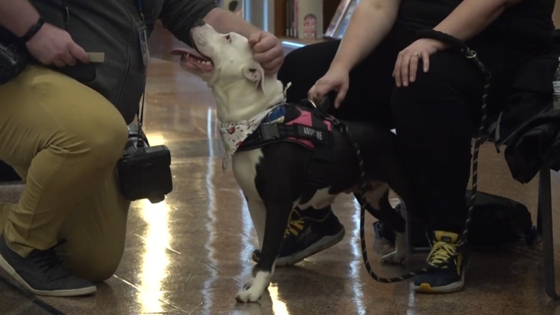 Veterans can adopt dogs for free through a Lucas County program