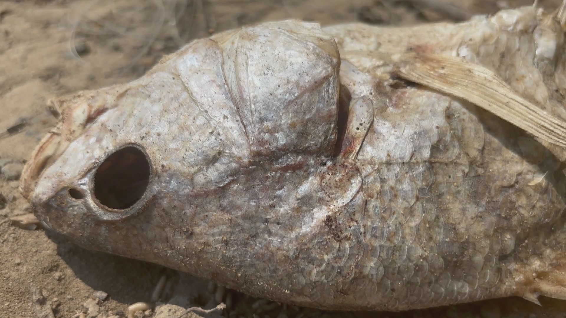 Dead fish, odor linger 12 days after Maumee River spill | wtol.com