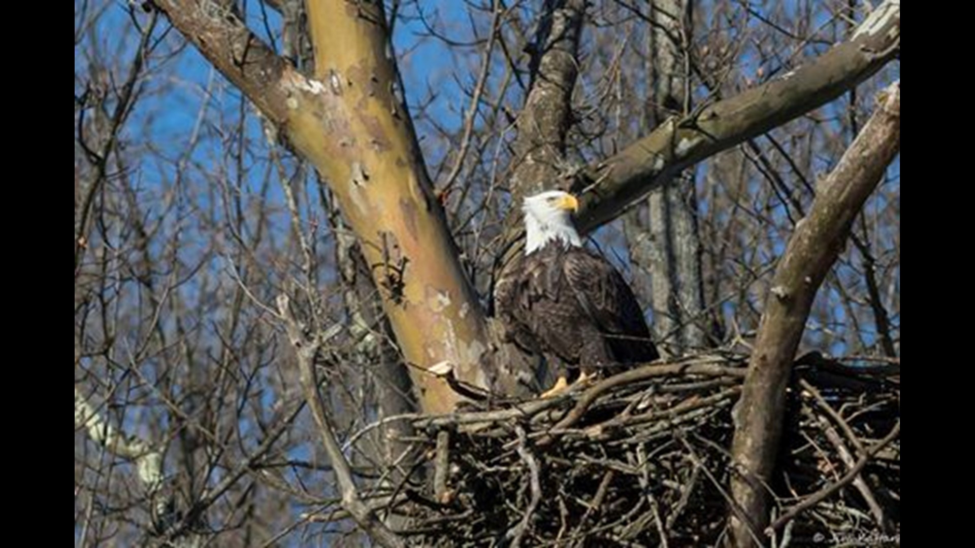 Pair of bald eagles attempt to nest at Ohio national park